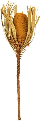 Vickerman Jumbo Aspen Gold Banksia Flower Natural Preserved Dried Plant 3 Per Pack