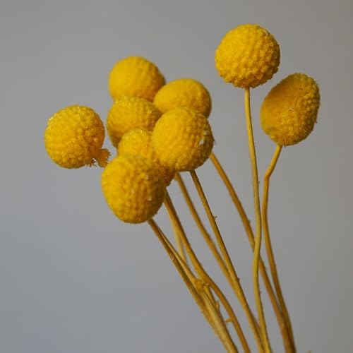 20Pcs Craspedia Billy Balls Dried Preserved Flowers for Home Wedding Decor