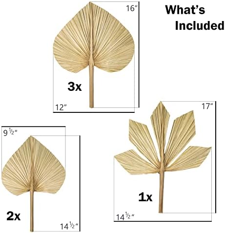 6pcs Natural Trimmed Dried Palm Leaves for Decor