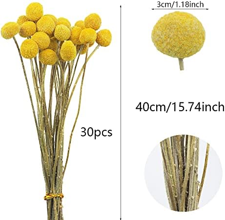 30 Pcs Yellow Dried Craspedia Billy Balls for Floral Arrangements Wedding Home Decor
