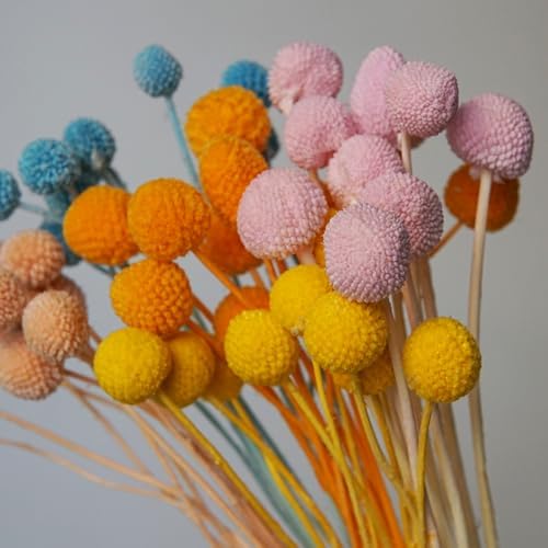 20Pcs Craspedia Billy Balls Dried Preserved Flowers for Home Wedding Decor