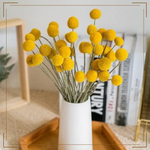 30 Pcs Natural Dried Billy Balls Flowers for Home Decor and Wedding