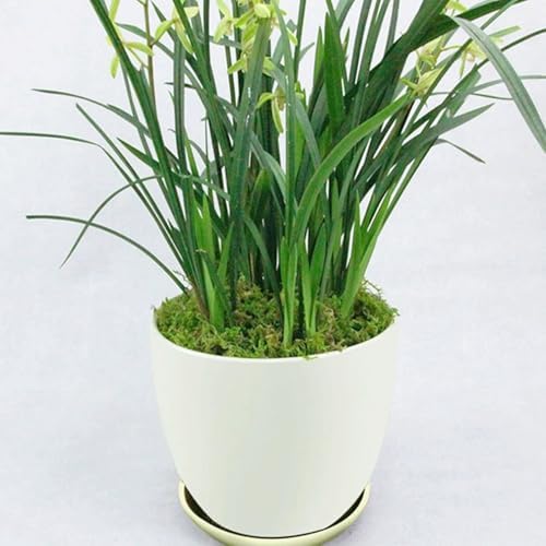 Cayway Artificial Green Moss for Plant Crafts