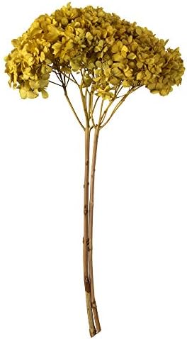 Vickerman Yellow Hydrangea 15 Inch Artificial Flower