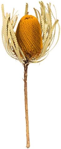 Vickerman Jumbo Aspen Gold Banksia Flower with Stem 3 Per Pack