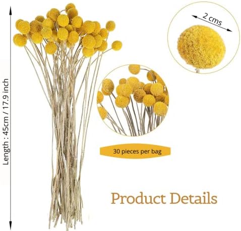 30 Pcs Natural Dried Billy Balls Flowers for Home Decor and Wedding