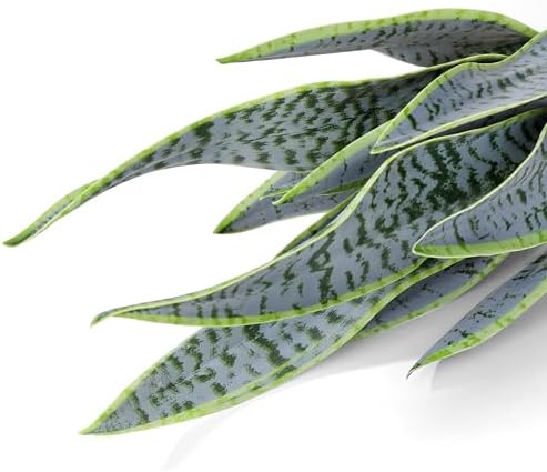 225 Inch Artificial Snake Plant in Black Pot