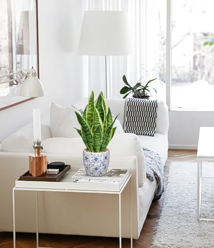 Hollyone Artificial Snake Plant with Blue Porcelain Pot