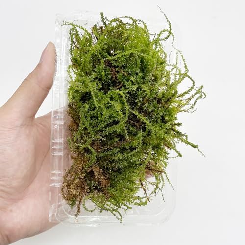 Cayway Artificial Green Moss for Plant Crafts