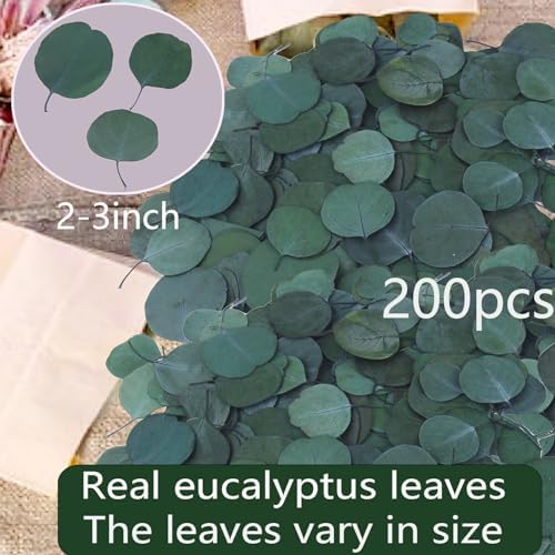200 Pcs Real Dried Eucalyptus Leaves Natural Decor for Wedding and Party