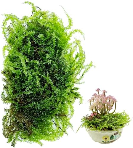 Cayway Artificial Green Moss for Plant Crafts