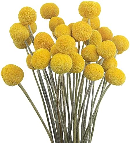30 Pcs Yellow Dried Craspedia Billy Balls for Floral Arrangements Wedding Home Decor