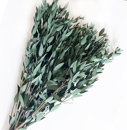 Preserved Dried Eucalyptus Greenery Stems 20 Pcs 16 Inches for Decor and Aromatherapy