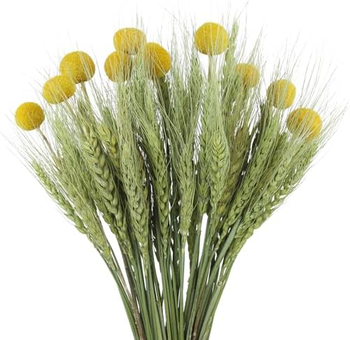 CISDUEO 60 Pcs Natural Dried Wheat Stalks Bundle