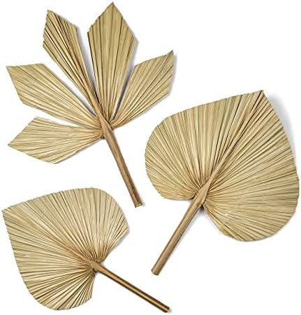 6pcs Natural Trimmed Dried Palm Leaves for Decor
