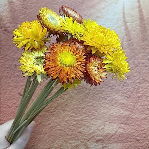 LBREVOGA Dried Flower Bouquets Yellow Champagne 16 Pcs
