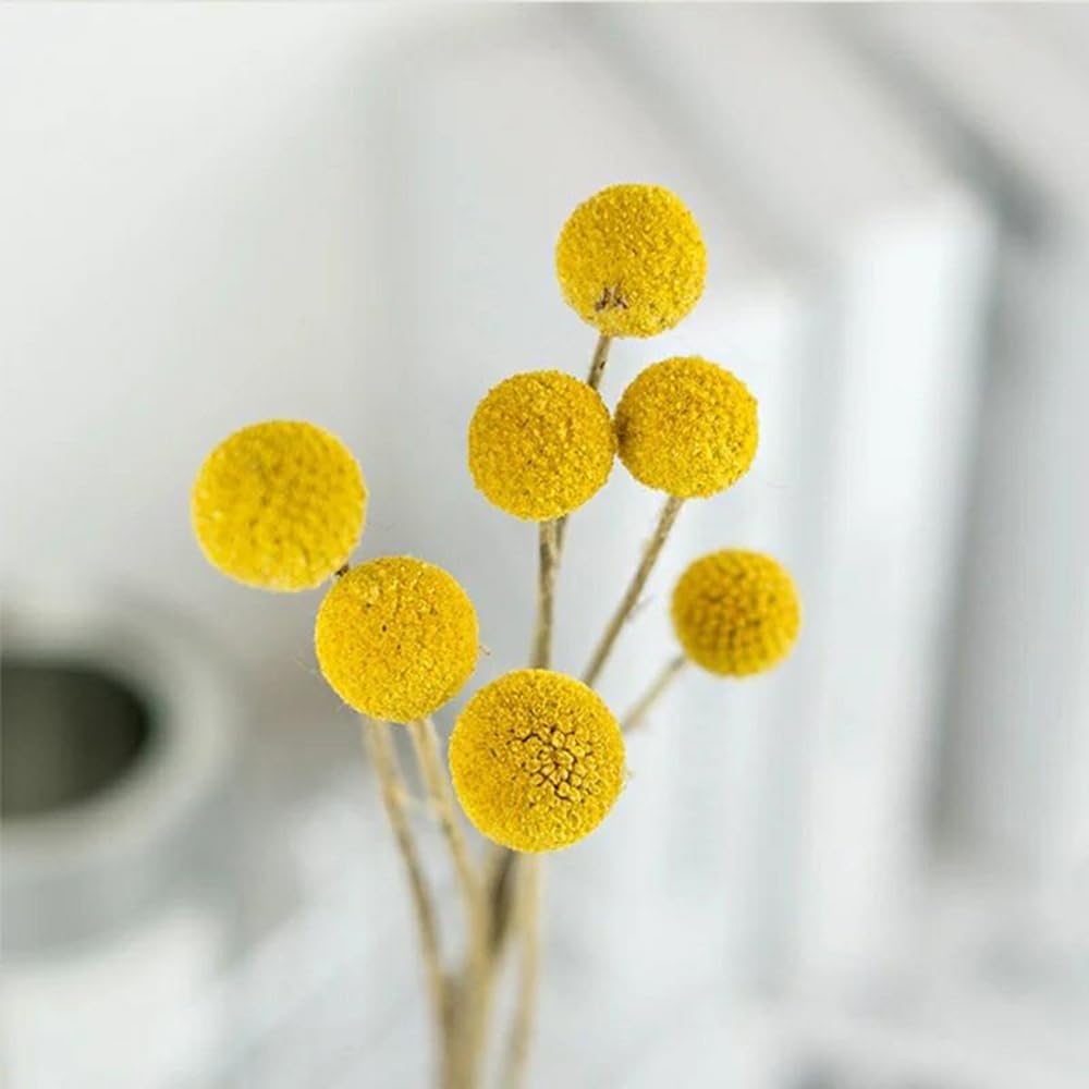 20Pcs Craspedia Billy Balls Dried Preserved Flowers for Home Wedding Decor