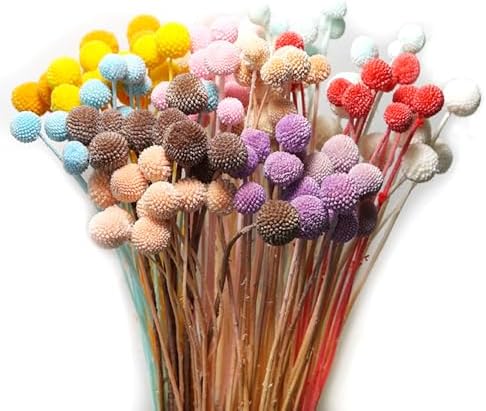 20Pcs Craspedia Billy Balls Dried Preserved Flowers for Home Wedding Decor