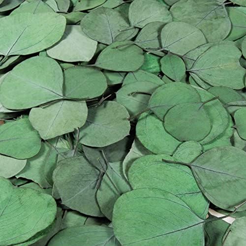 300PCS Real Eucalyptus Leaves for Shower Decor