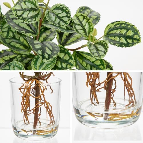 Artificial Watermelon Peperomia Stems in Glass Vase