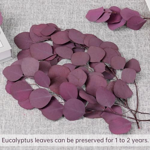 Preserved Dried Eucalyptus Stems for Vase Decor and Home Decor