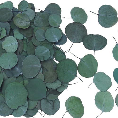 200 Pcs Real Dried Eucalyptus Leaves Natural Decor for Wedding and Party