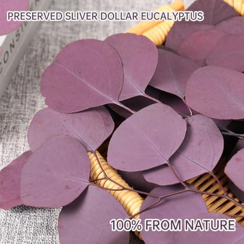 Preserved Dried Eucalyptus Stems for Vase Decor and Home Decor