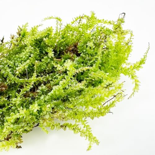 Cayway Artificial Green Moss for Plant Crafts