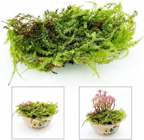 Cayway Artificial Green Moss for Plant Crafts