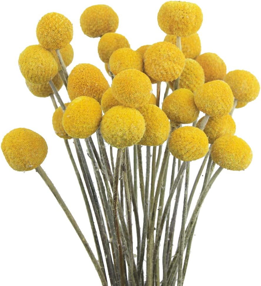 30 Pcs Yellow Dried Craspedia Billy Balls for Floral Arrangements Wedding Home Decor