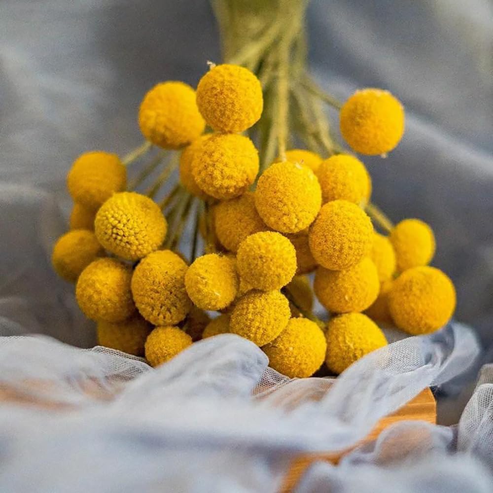 20Pcs Craspedia Billy Balls Dried Preserved Flowers for Home Wedding Decor