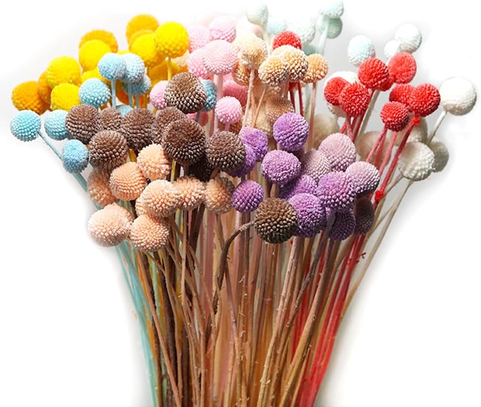 20Pcs Craspedia Billy Balls Dried Preserved Flowers for Home Wedding Decor