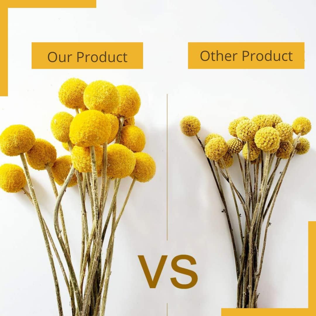 30 Pcs Natural Dried Billy Balls Flowers for Home Decor and Wedding