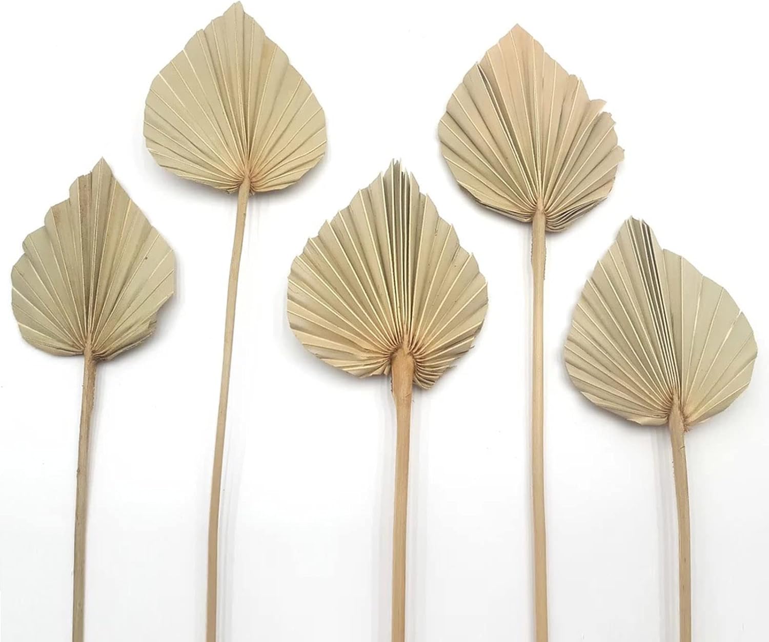 Boho Dried Palm Leaves 6 Pcs Natural Palm Plant Spears for Home Office Decor