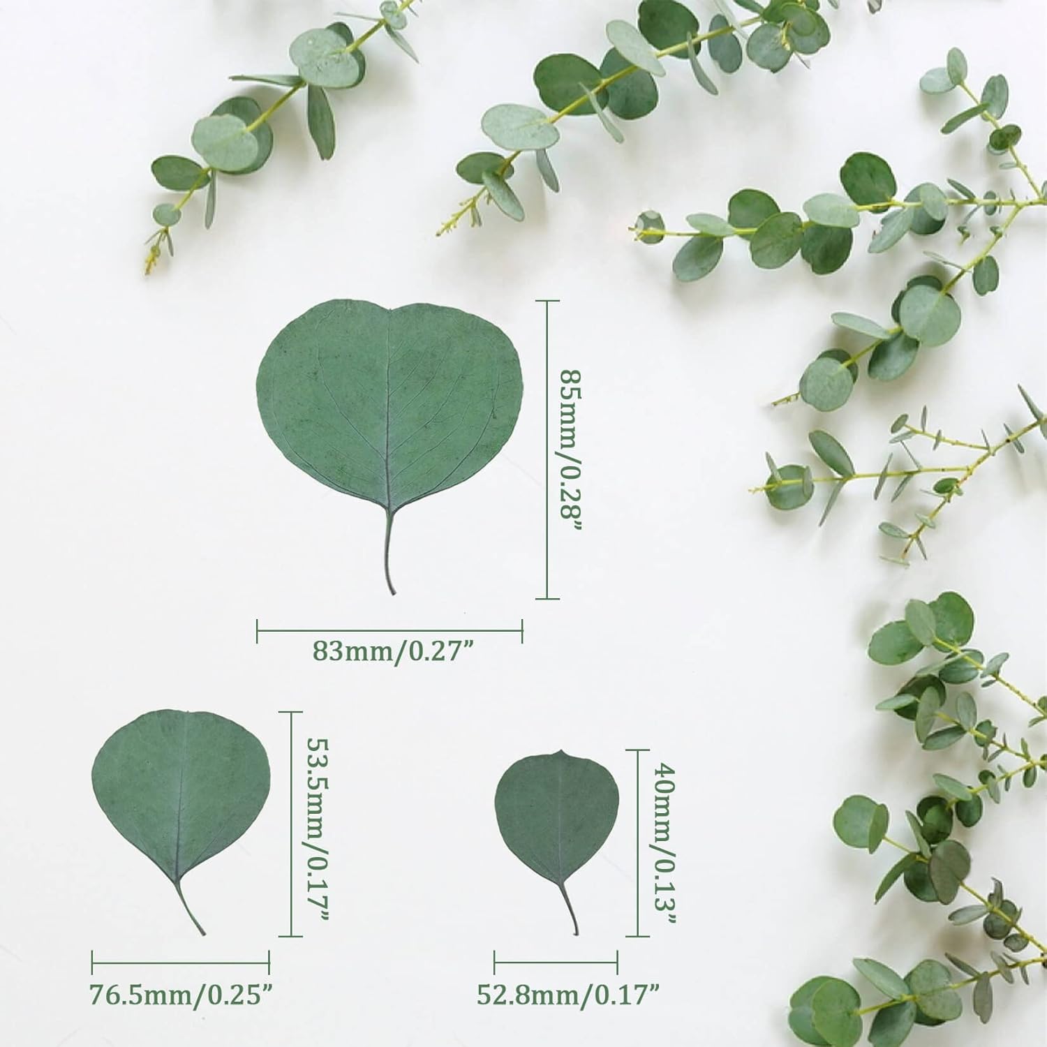 300PCS Real Eucalyptus Leaves for Shower Decor