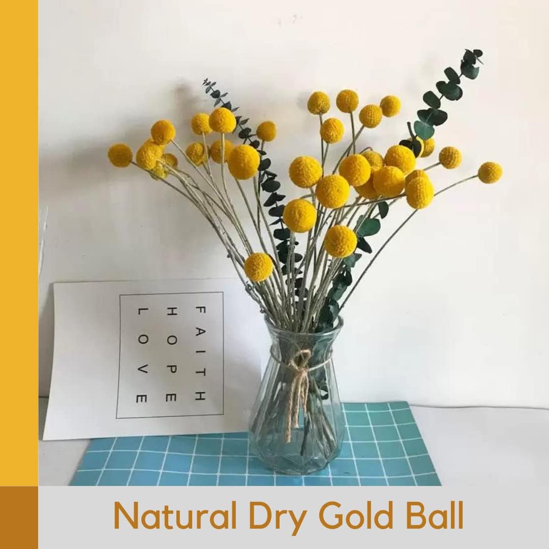 30 Pcs Natural Dried Billy Balls Flowers for Home Decor and Wedding