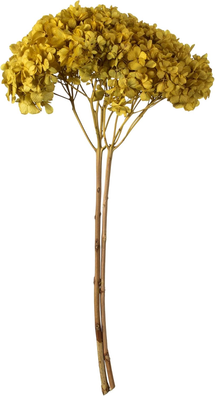 Vickerman Yellow Hydrangea 15 Inch Artificial Flower