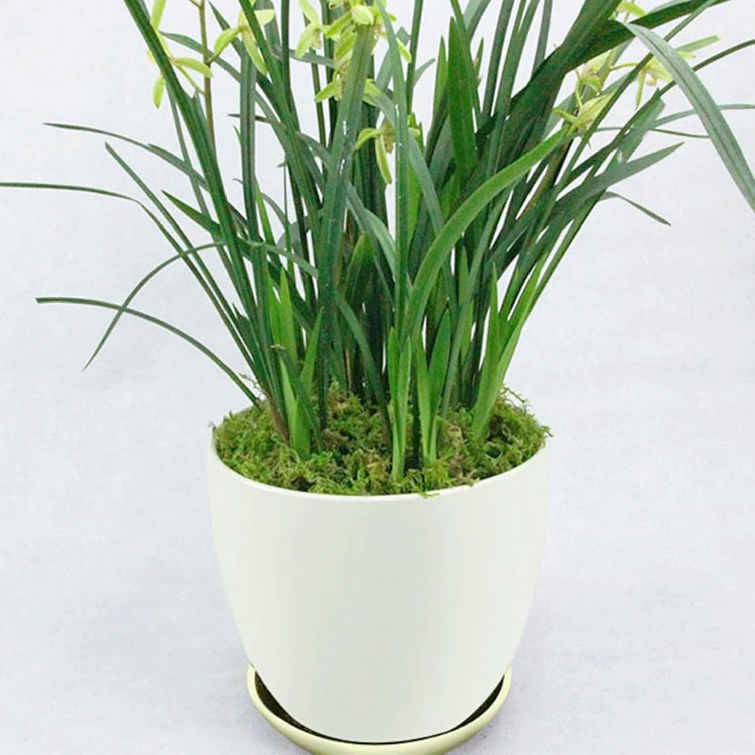 Cayway Artificial Green Moss for Plant Crafts
