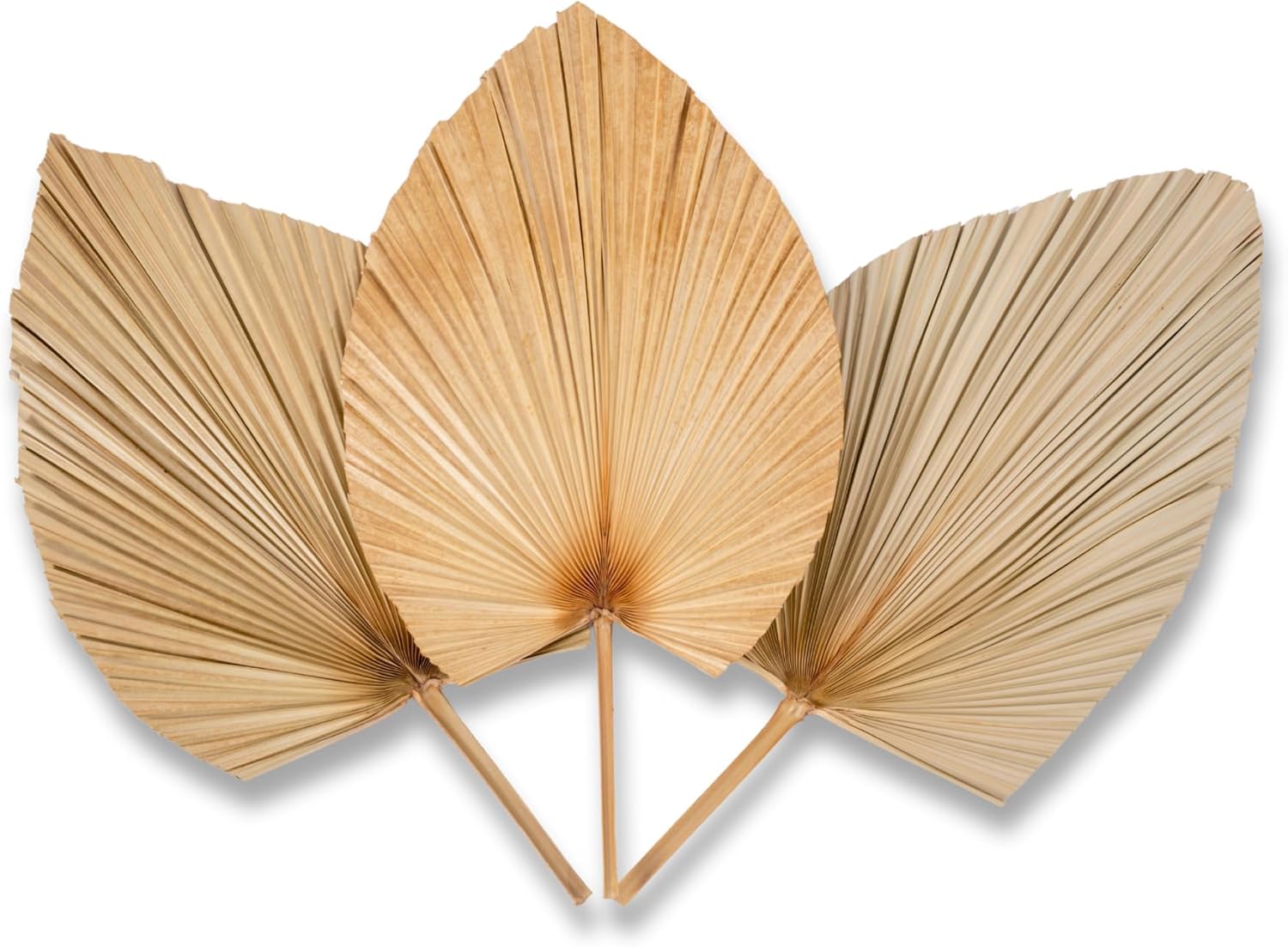 3Pcs Large Dried Palm Leaves Decor Fans Boho Wedding Table Decor