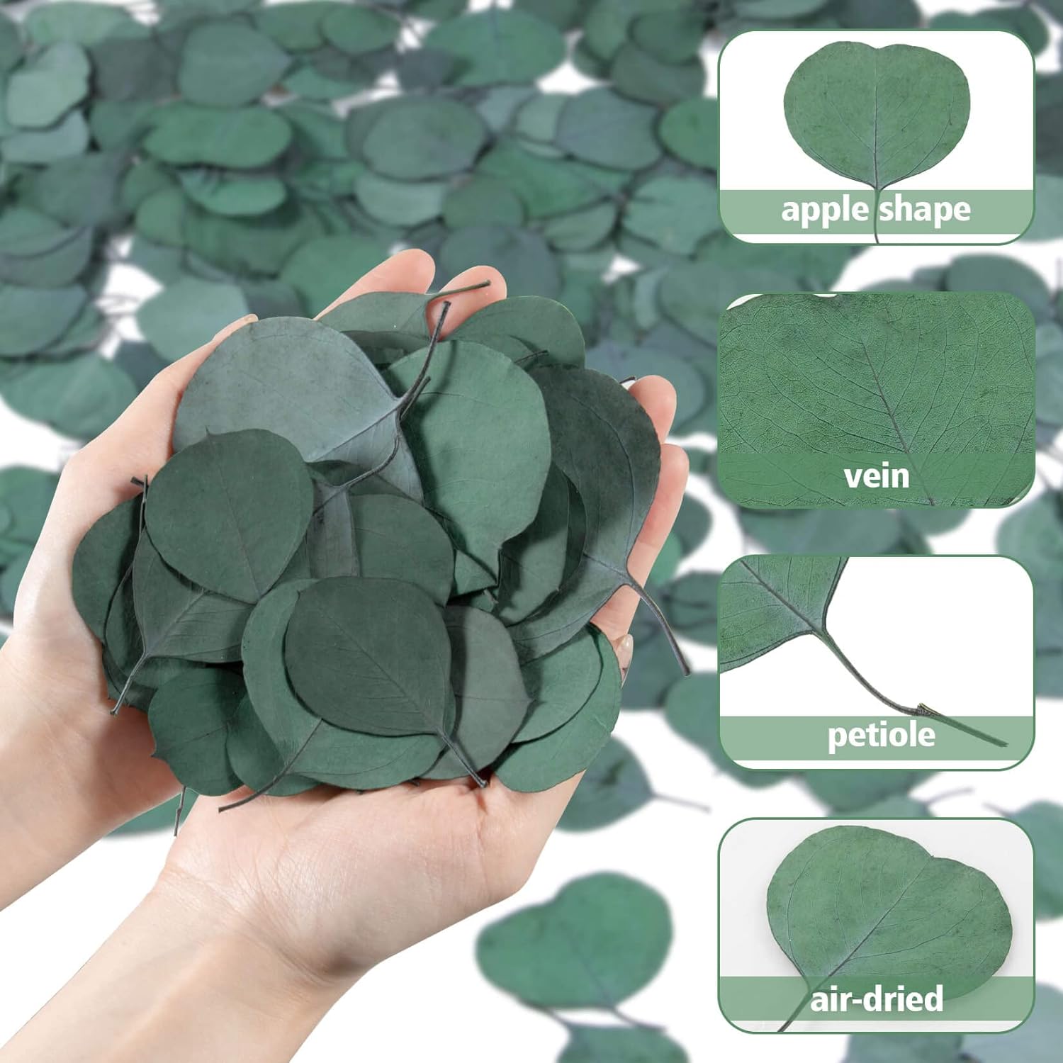 300PCS Real Eucalyptus Leaves for Shower Decor