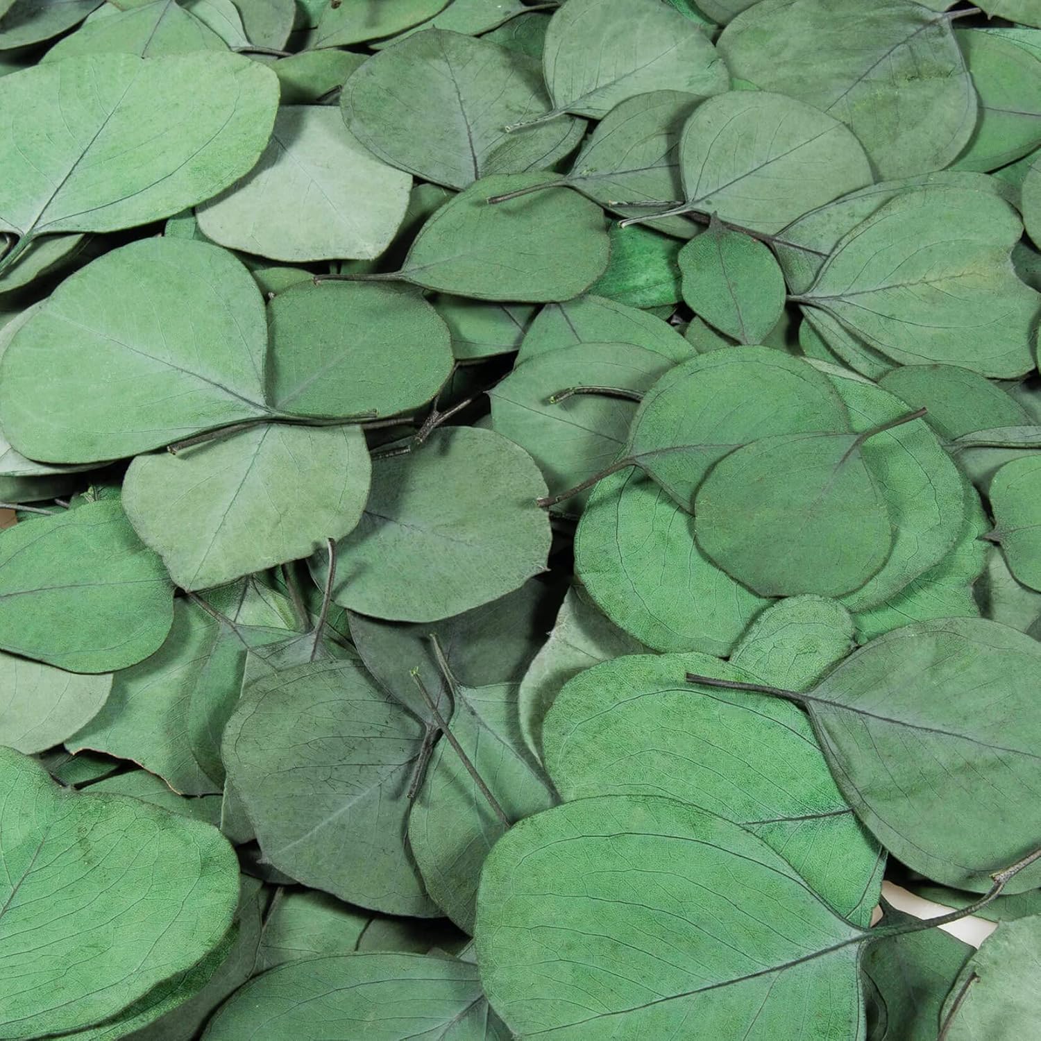 300PCS Real Eucalyptus Leaves for Shower Decor