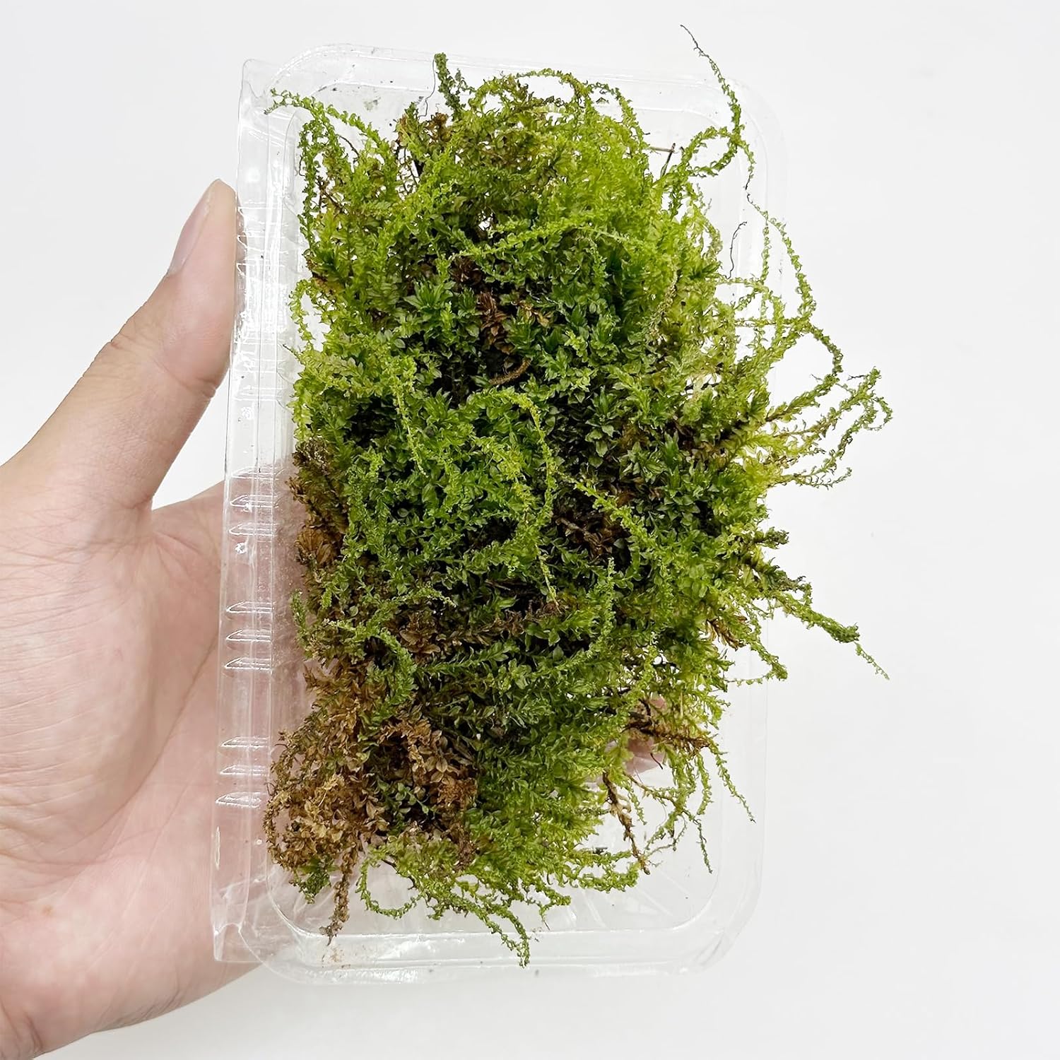 Cayway Artificial Green Moss for Plant Crafts