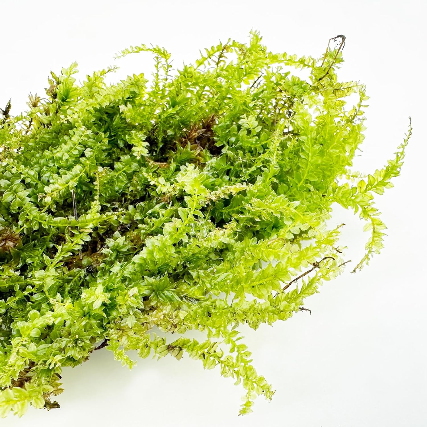 Cayway Artificial Green Moss for Plant Crafts