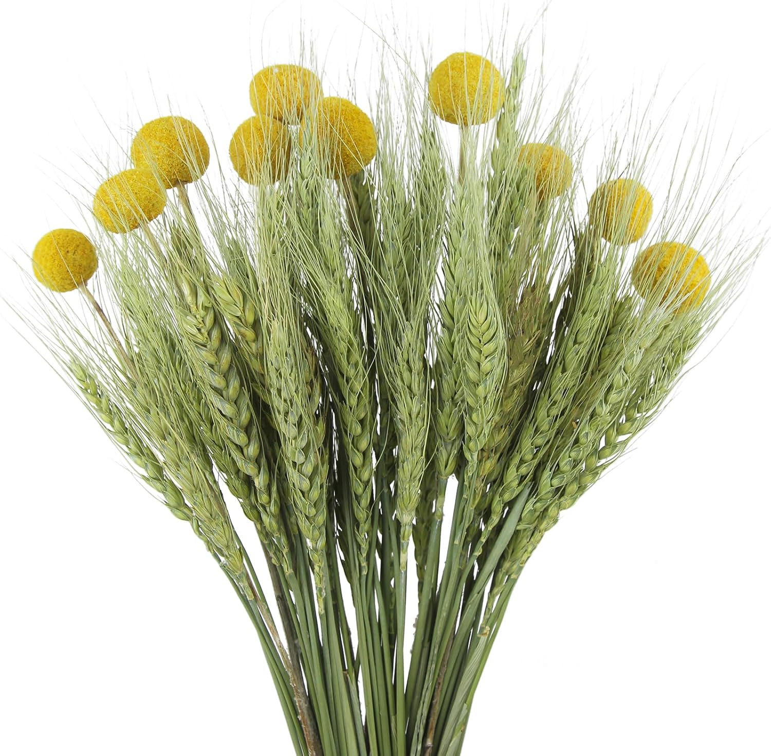 CISDUEO 60 Pcs Natural Dried Wheat Stalks Bundle