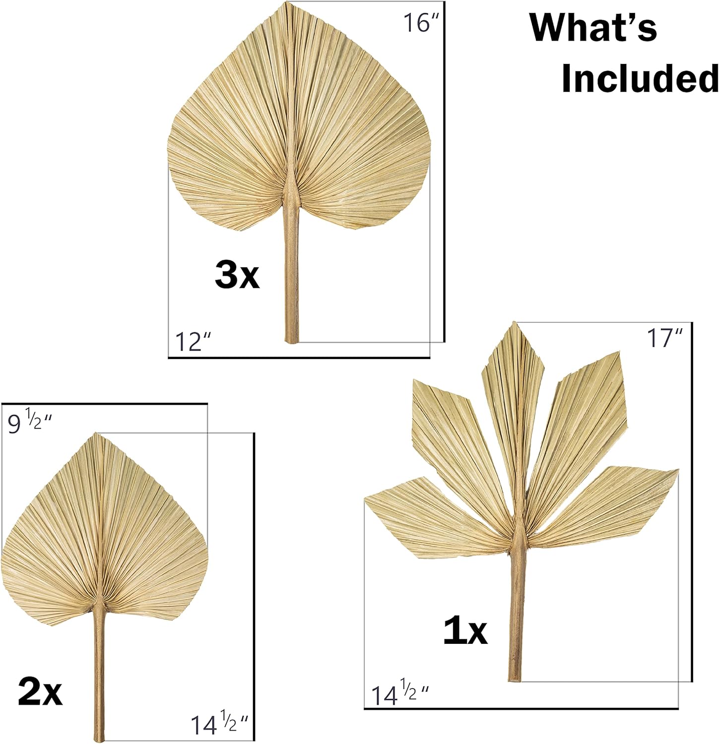 6pcs Natural Trimmed Dried Palm Leaves for Decor