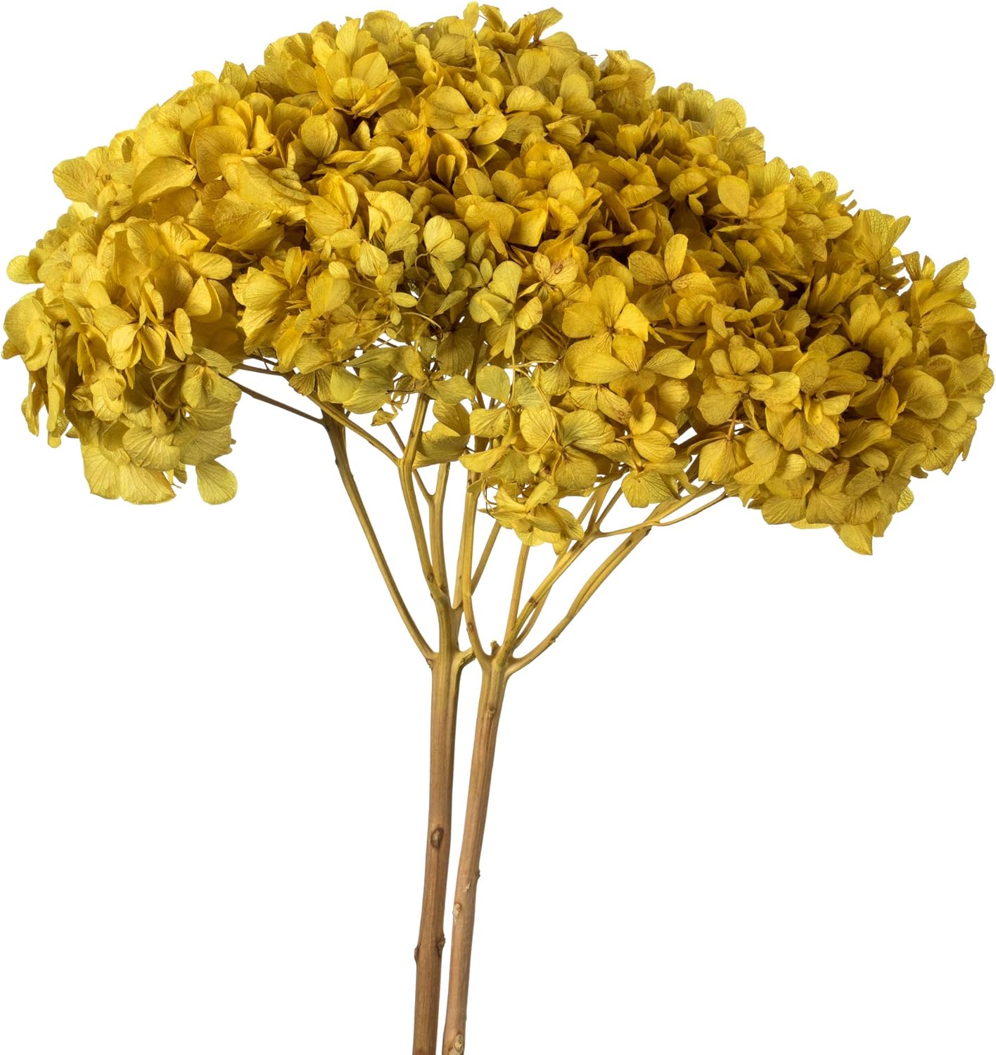 Vickerman Yellow Hydrangea 15 Inch Artificial Flower