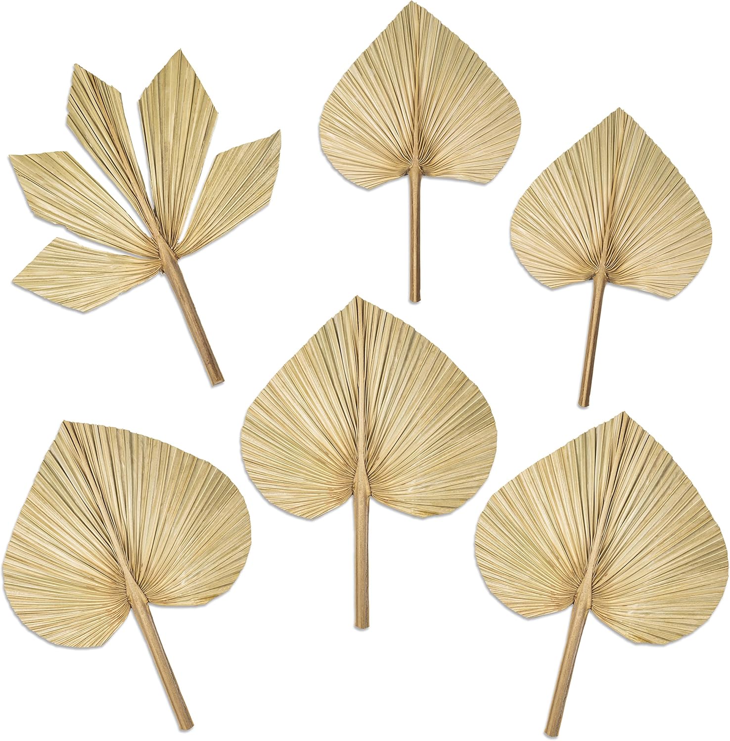 6pcs Natural Trimmed Dried Palm Leaves for Decor