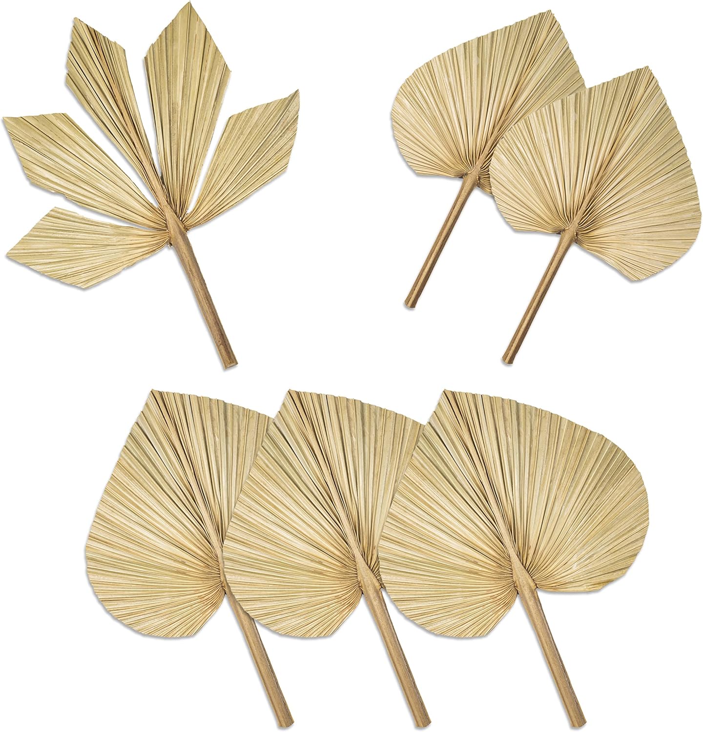 6pcs Natural Trimmed Dried Palm Leaves for Decor