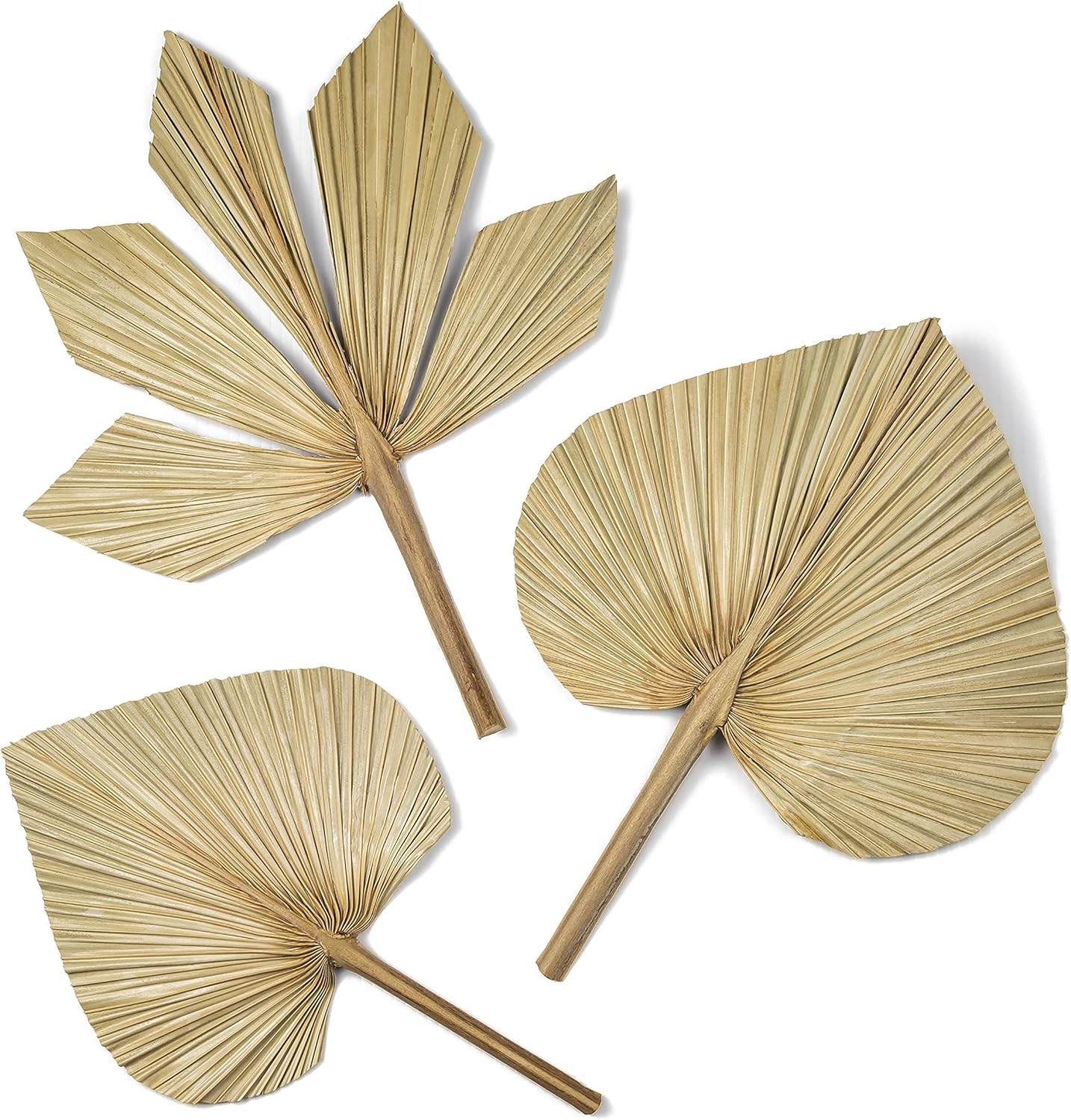 6pcs Natural Trimmed Dried Palm Leaves for Decor